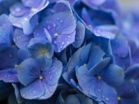 Gardening and Botanical Crafts Gardening and Botanical Crafts