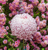 Fall Flower Show: Blooms Under the Big Top Fall Flower Show: Blooms Under the Big Top