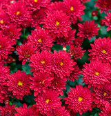 Fall Flower Show: Blooms Under the Big Top Fall Flower Show: Blooms Under the Big Top