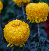 Fall Flower Show: Blooms Under the Big Top Fall Flower Show: Blooms Under the Big Top