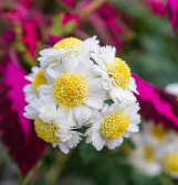 Fall Flower Show: Blooms Under the Big Top Fall Flower Show: Blooms Under the Big Top