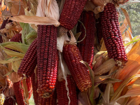 Seed Saving