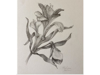 Botanical Art and Illustration