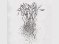 Botanical Art and Illustration