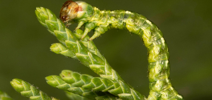 Nature Talks | Growing Caterpillars with Jim McCormac