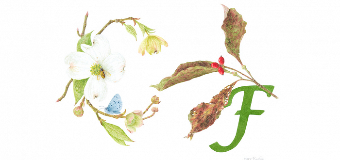 An Alphabet of Native Plants of Southwestern Pennsylvania: A Botanical Art Exhibit