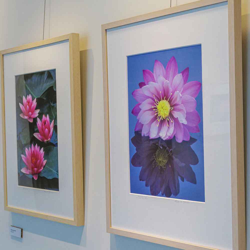 Exhibits And Events Phipps Conservatory And Botanical Gardens