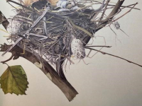 Botanical Art and Illustration Botanical Art and Illustration