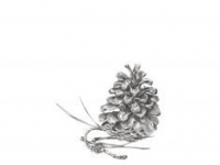 Botanical Art and Illustration Botanical Art and Illustration