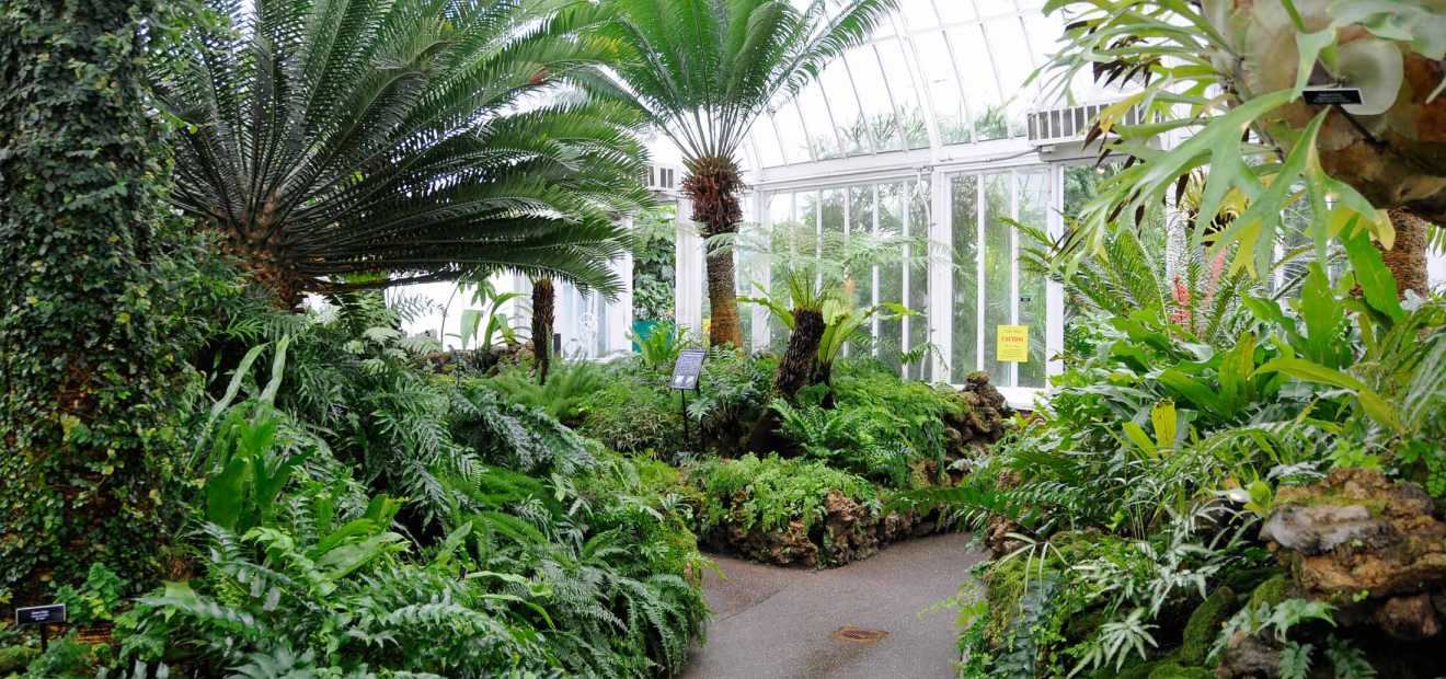 Fern Room | Phipps Conservatory and Botanical Gardens ...