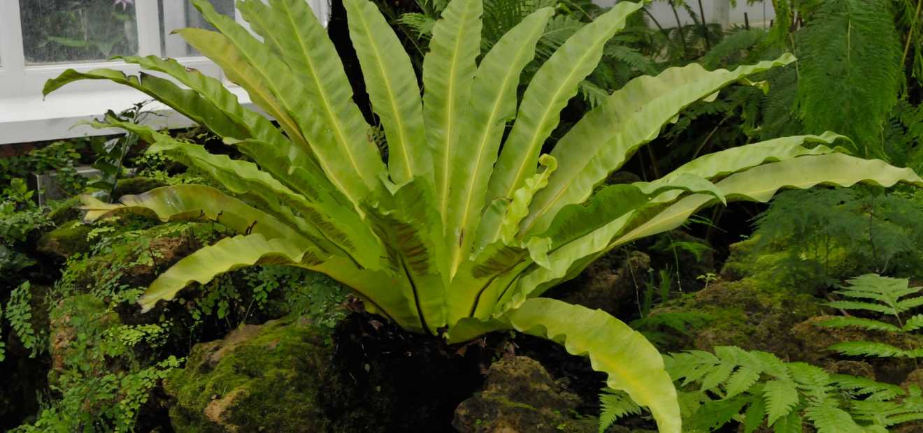 Fern Room Phipps Conservatory and Botanical Gardens