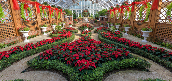 Winter Flower Show: Home for the Holidays Winter Flower Show: Home for the Holidays