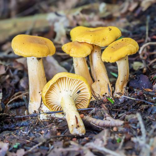 Nature Talks | 10 Mushrooms Everyone Should Know with Barbora Batokova