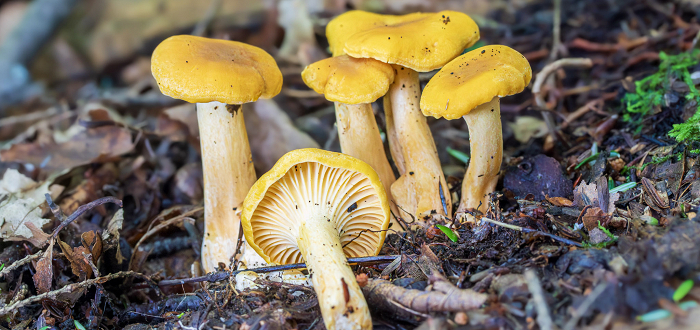 Nature Talks | 10 Mushrooms Everyone Should Know with Barbora Batokova