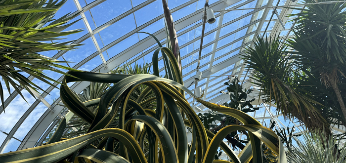 Adios Agave Night at Phipps
