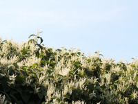 Sustainable Horticulture, Landscape and Garden Design, and Native Plant Landscapes Sustainable Horticulture, Landscape and Garden Design, and Native Plant Landscapes