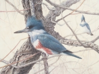Botanical Art and Illustration Botanical Art and Illustration
