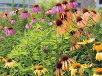 Greener Gardening Guide Greener Gardening Guide
