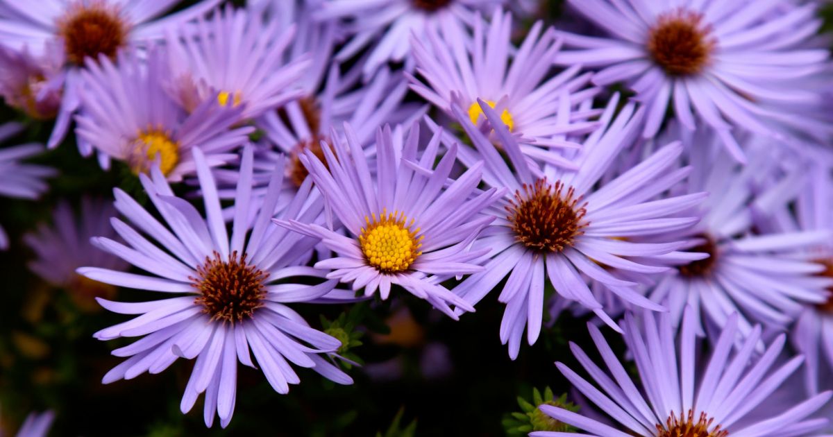 Floral Design Phipps Conservatory and Botanical Gardens Pittsburgh PA