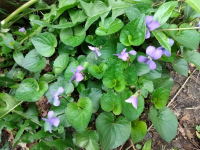 Down The Rabbit Hole with Phipps Adult Education