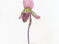 Botanical Art and Illustration Botanical Art and Illustration