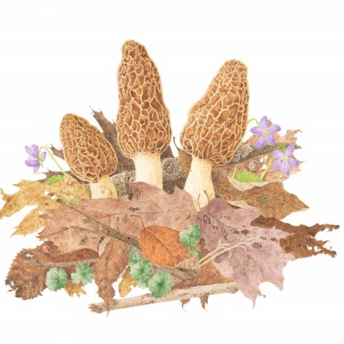 Pennsylvania Fungi and Their Natural Habitat