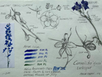 Botanical Art and Illustration Botanical Art and Illustration