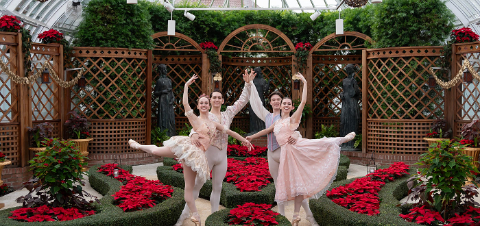 Poinsettias and Pointe Shoes