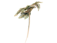 Botanical Art and Illustration Botanical Art and Illustration