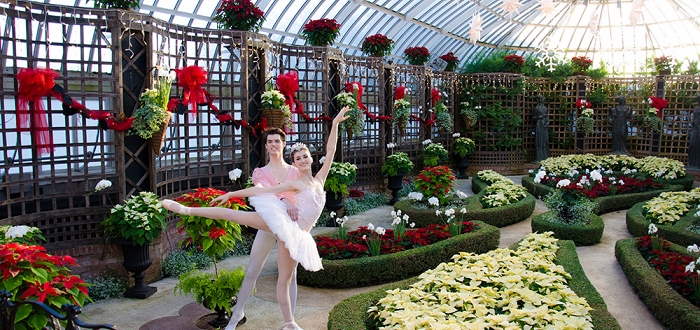 Poinsettias and Pointe Shoes Poinsettias and Pointe Shoes