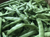 Seed Saving
