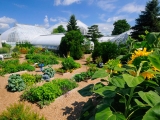 Rooftop Edible Garden