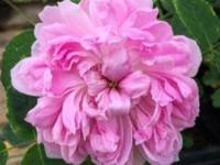 Down The Rabbit Hole with Phipps Adult Education