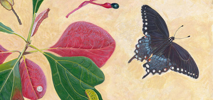 Southwestern PA Native Plants with a Spotlight on Caterpillars Southwestern PA Native Plants with a Spotlight on Caterpillars