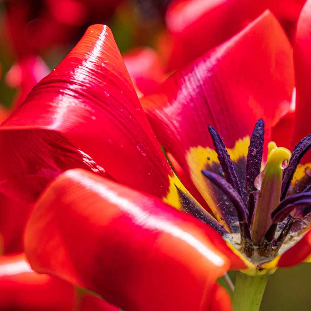 Spring Flower Show A Closer Look Phipps Conservatory and Botanical