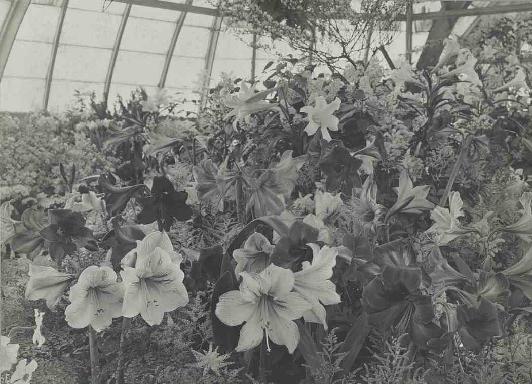 Spring Flower Show 1903