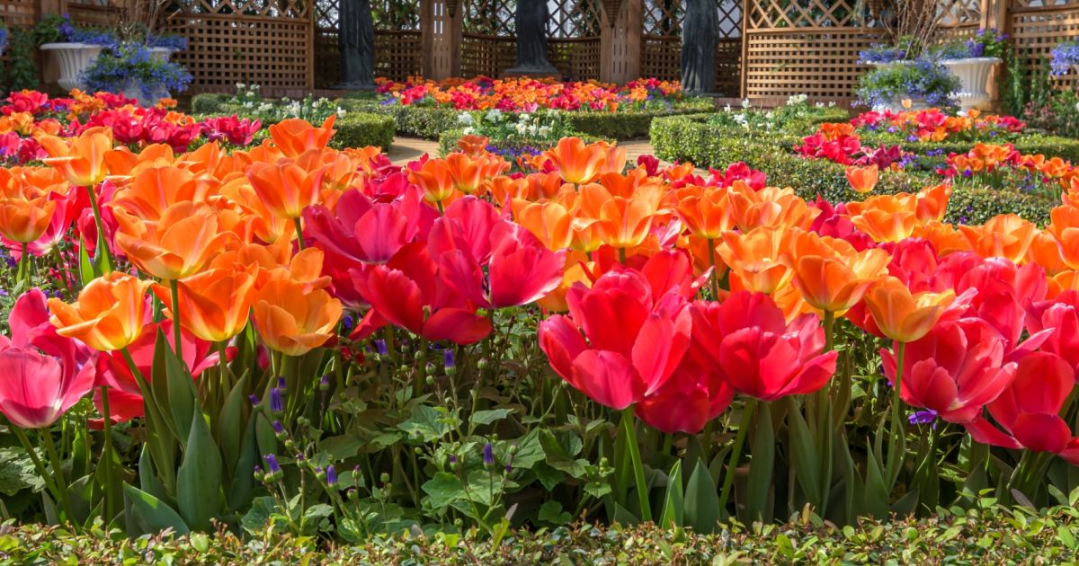Spring Flower Show Souvenir Photo Pack Phipps Conservatory and