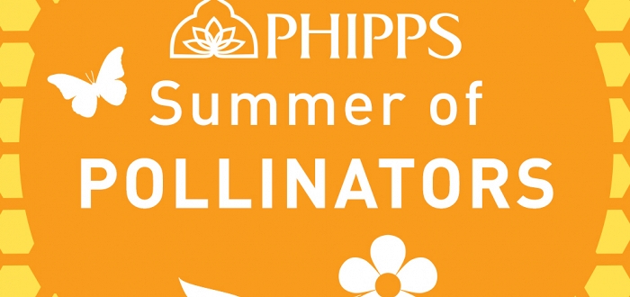 Summer of Pollinators Summer of Pollinators