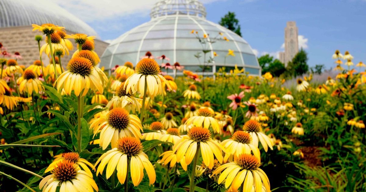 Phipps conservatory prices