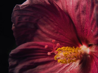 Down The Rabbit Hole with Phipps Adult Education