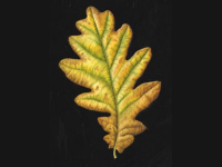 Botanical Art and Illustration Botanical Art and Illustration