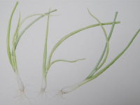 Botanical Art and Illustration Botanical Art and Illustration