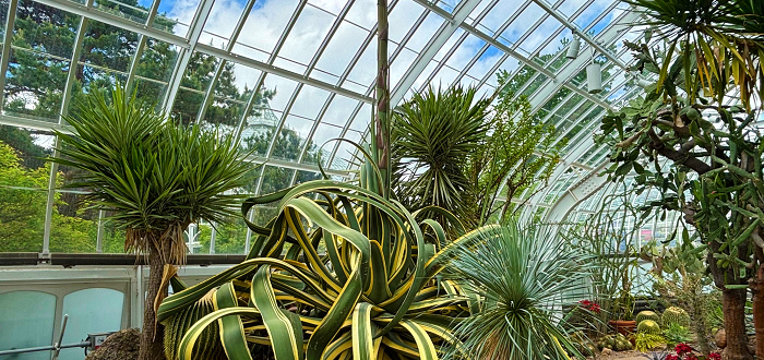 Cinco de Mayo Admission Discount: Celebrate the Triple Agave Bloom