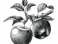 Botanical Art and Illustration Botanical Art and Illustration