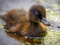 Wild Wonders: Animal Babies and Families Virtual Summer Camp