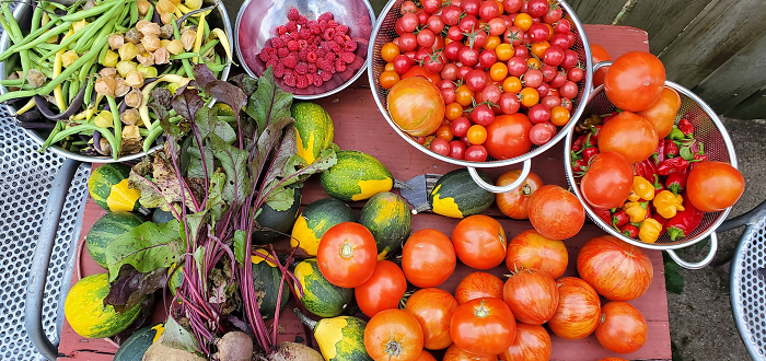 Rooted in Community: Backyard Garden Forum