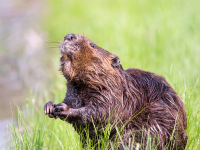 Wild Wonders: Animal Babies and Families Virtual Summer Camp Wild Wonders: Animal Babies and Families Virtual Summer Camp
