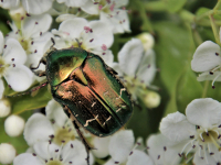 Sustainable Horticulture, Landscape and Garden Design, and Native Plant Landscapes Sustainable Horticulture, Landscape and Garden Design, and Native Plant Landscapes