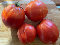 Seed Saving