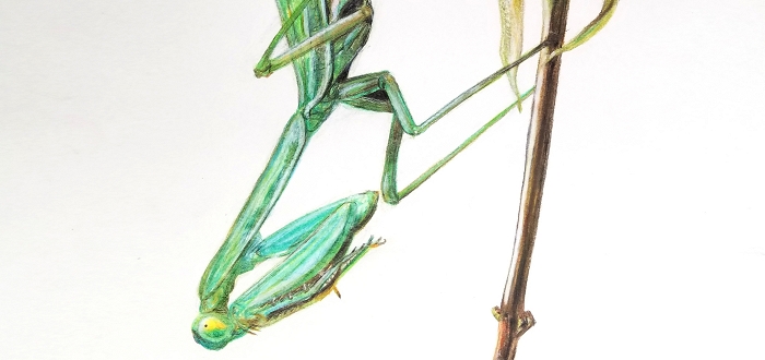 Beneficial Bugs: A Youth Art Exhibition Beneficial Bugs: A Youth Art Exhibition